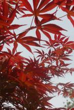 悠悠茶香下一句